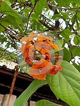 Close up of glueberry plant