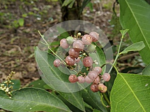 Close-up of glycosmis plant at the garden