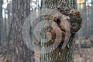 Close up gnarl on the bark of a tree