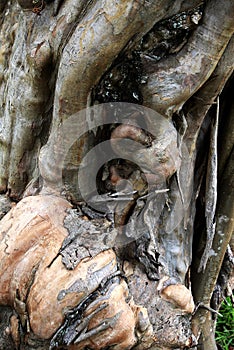 Close-up of gnarled and peeling crape myrtle bark