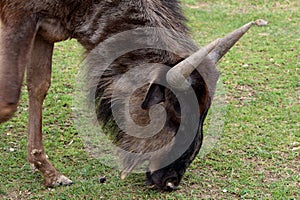 Close-up of a Gnu or Wildbeest Connochaetes taurinus that is eating grass