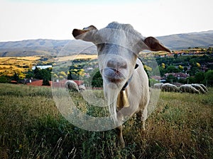 Close up on goat