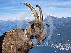 Close-up of a Goat in the alps