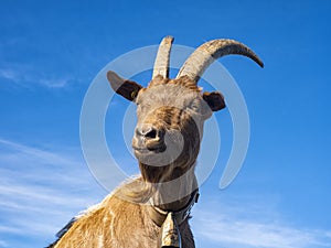 Close-up of a Goat in the alps