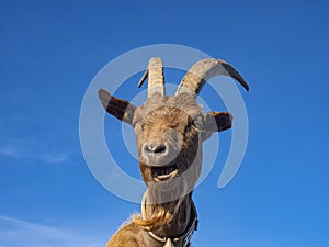 Close-up of a Goat in the alps