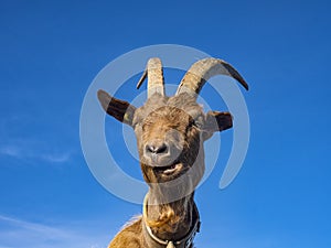 Close-up of a Goat in the alps