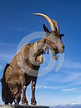 Close-up of a Goat in the alps