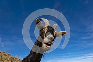 Close-up of a Goat in the alps