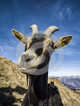 Close-up of a Goat in the alps