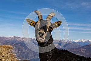 Close-up of a Goat in the alps