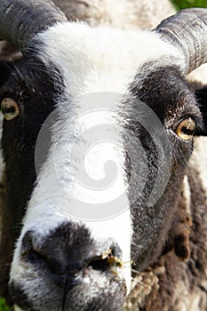 Close Up of a Goat Eye and Face