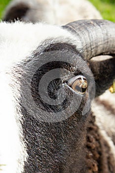 Close Up of a Goat Eye and Face