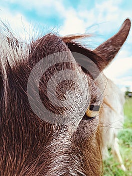 Close up goat eye pupil