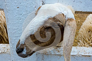 Close-up Goat Face