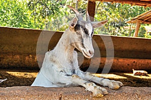 Close-up of goat in a farmhouse near the village of JoanÃÂ³pois. photo