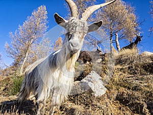 Close-up of a goat in the italian alps