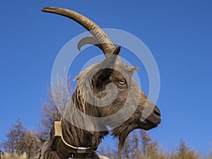 Close-up of a goat in the italian alps