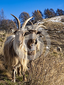 Close-up of a goat in the italian alps