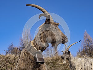 Close-up of a goat in the italian alps