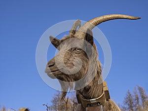 Close-up of a goat in the italian alps