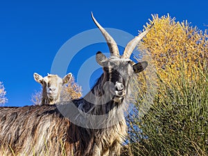 Close-up of a goat in the italian alps