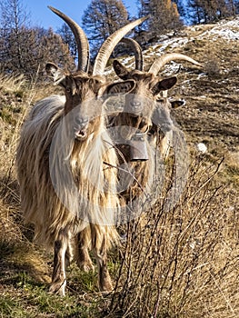 Close-up of a goat in the italian alps