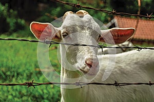 Close-up of goat next a fence in a farmhouse near the village of JoanÃÂ³pois. photo