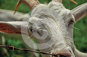 Close-up of goat next a fence in a farmhouse near the village of JoanÃÂ³pois. photo