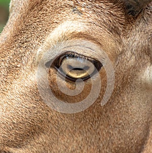 Close-up of a goat's eye