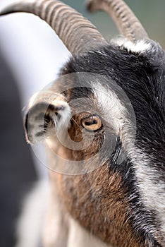 Close up of goat`s eye.