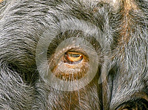 Close up of goat\'s eye with black hair