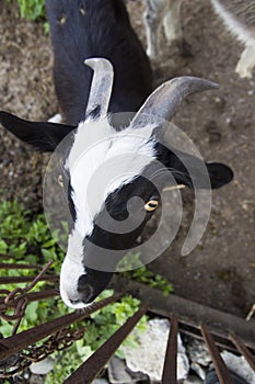 Close up of goat`s eye. Close up of a goat`s nose and mouth. A curious goat looks at the camera. Close-up of a white
