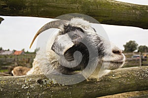 Close up of goat`s eye. Close up of a goat`s nose and mouth.