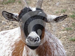 Close up with a goat`s face