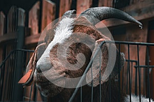 Close-up of a goat's face