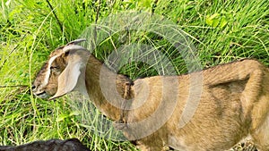 Close up of a goat's head while munching on a blade of grass