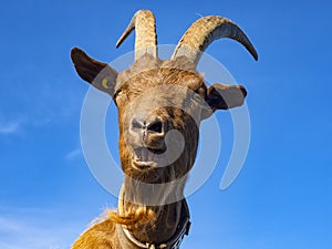 Close-up of a goat with sky in background