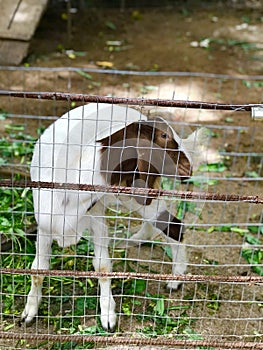 Close up Goat in zoo, animal in cage for showing