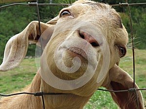 Close-up of goatâ€™s face.