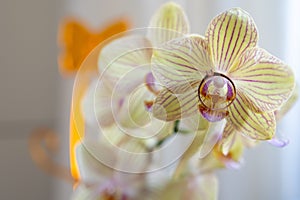 close up of gold diamond engagement ring on beautiful orchid flower, proposal gift idea