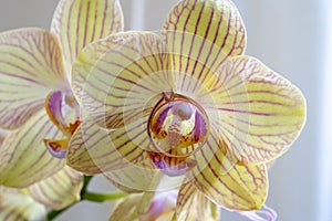 close up of gold diamond engagement ring on beautiful orchid flower, proposal gift idea,