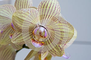 close up of gold diamond engagement ring on beautiful orchid flower, proposal gift idea,