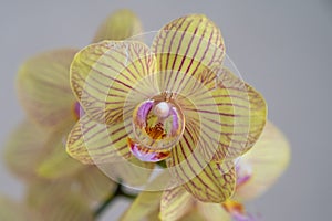 close up of gold diamond engagement ring on beautiful orchid flower, proposal gift idea,