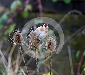 Close-up Of Gold Finch stieglitz Perching On Thistle