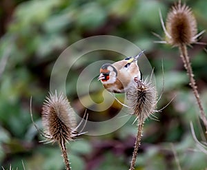 Close-up Of Gold Finch stieglitz Perching On Thistle