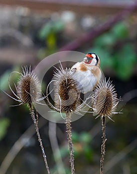 Close-up Of Gold Finch stieglitz Perching On Thistle