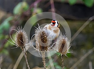 Close-up Of Gold Finch stieglitz Perching On Thistle