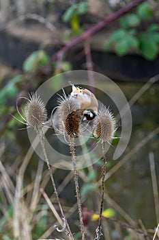 Close-up Of Gold Finch stieglitz Perching On Thistle