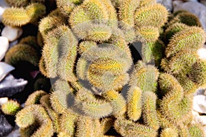 Gold green cactus flower top view in pot garden background