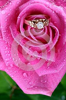 Close up of gold ring in pink rose